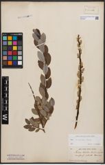 Foto von Salix bicolor Ehrh. ex Willd.